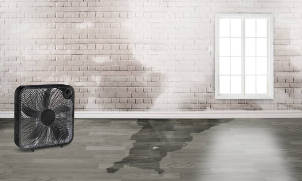 Best 24/7 water damage repair  in East Dundee, IL